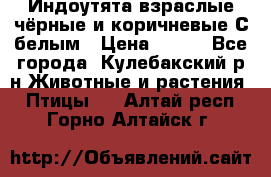 Индоутята взраслые чёрные и коричневые С белым › Цена ­ 450 - Все города, Кулебакский р-н Животные и растения » Птицы   . Алтай респ.,Горно-Алтайск г.